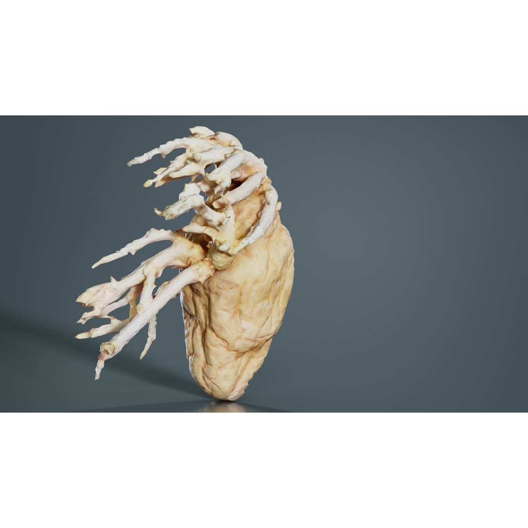 Shriveled Potato 3D Model – Low Poly Game Asset, FBX, PBR Textures - View 10