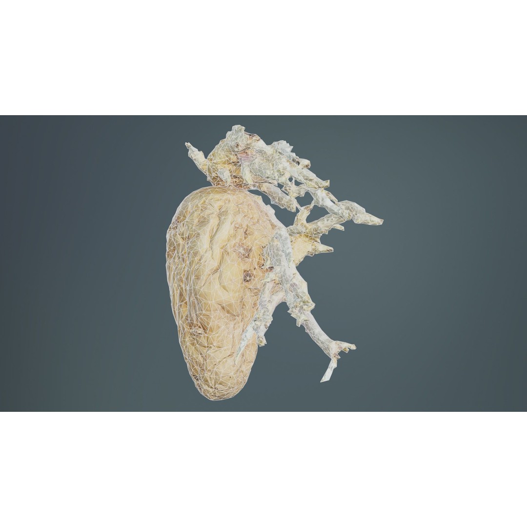Shriveled Potato 3D Model – Low Poly Game Asset, FBX, PBR Textures - View 11