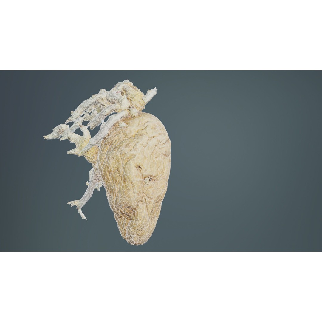Shriveled Potato 3D Model – Low Poly Game Asset, FBX, PBR Textures - View 12