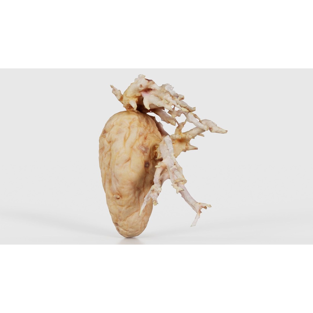 Shriveled Potato 3D Model – Low Poly Game Asset, FBX, PBR Textures - View 17