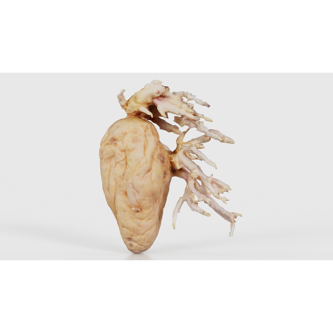 Shriveled Potato 3D Model – Low Poly Game Asset, FBX, PBR Textures - View 18