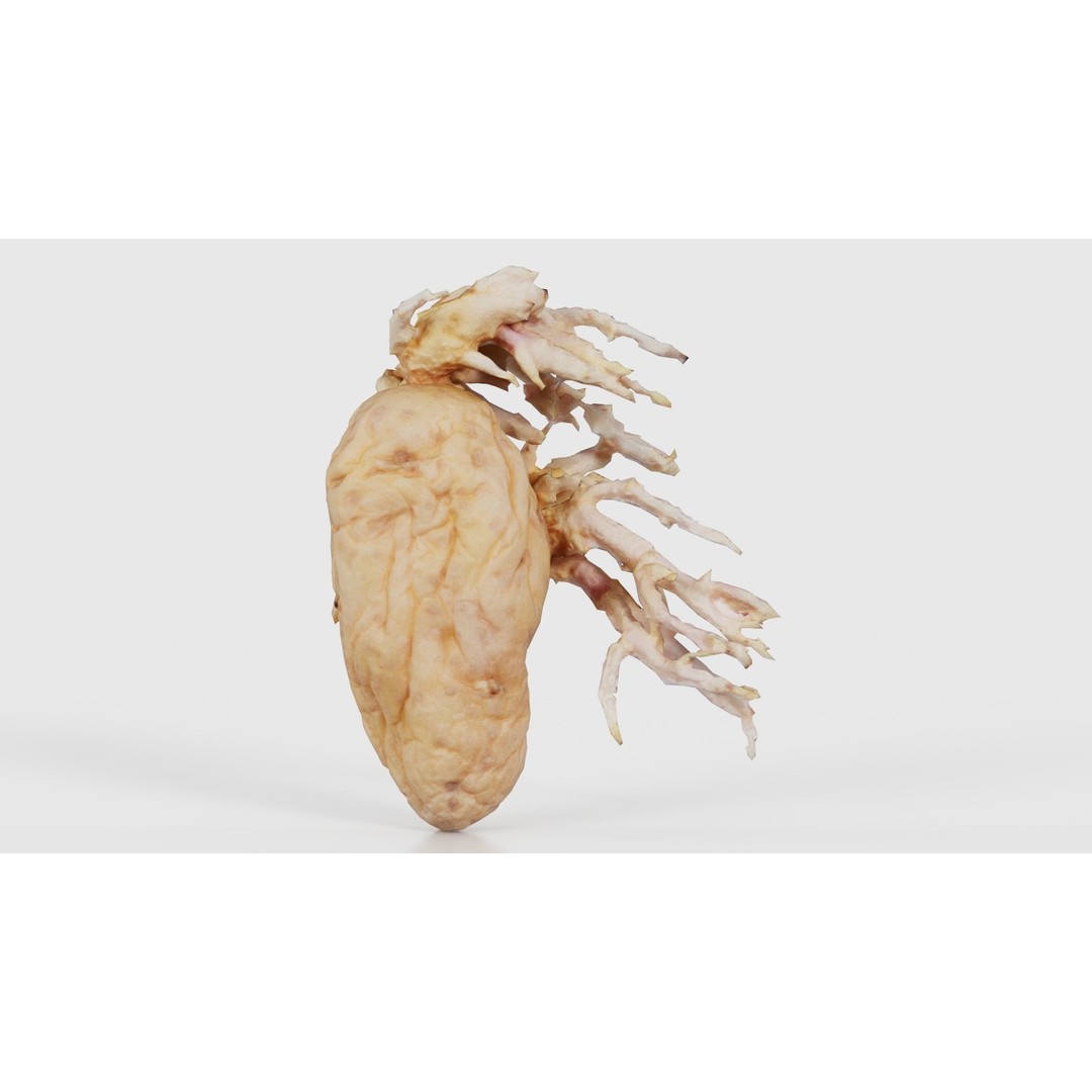 Shriveled Potato 3D Model – Low Poly Game Asset, FBX, PBR Textures - View 19