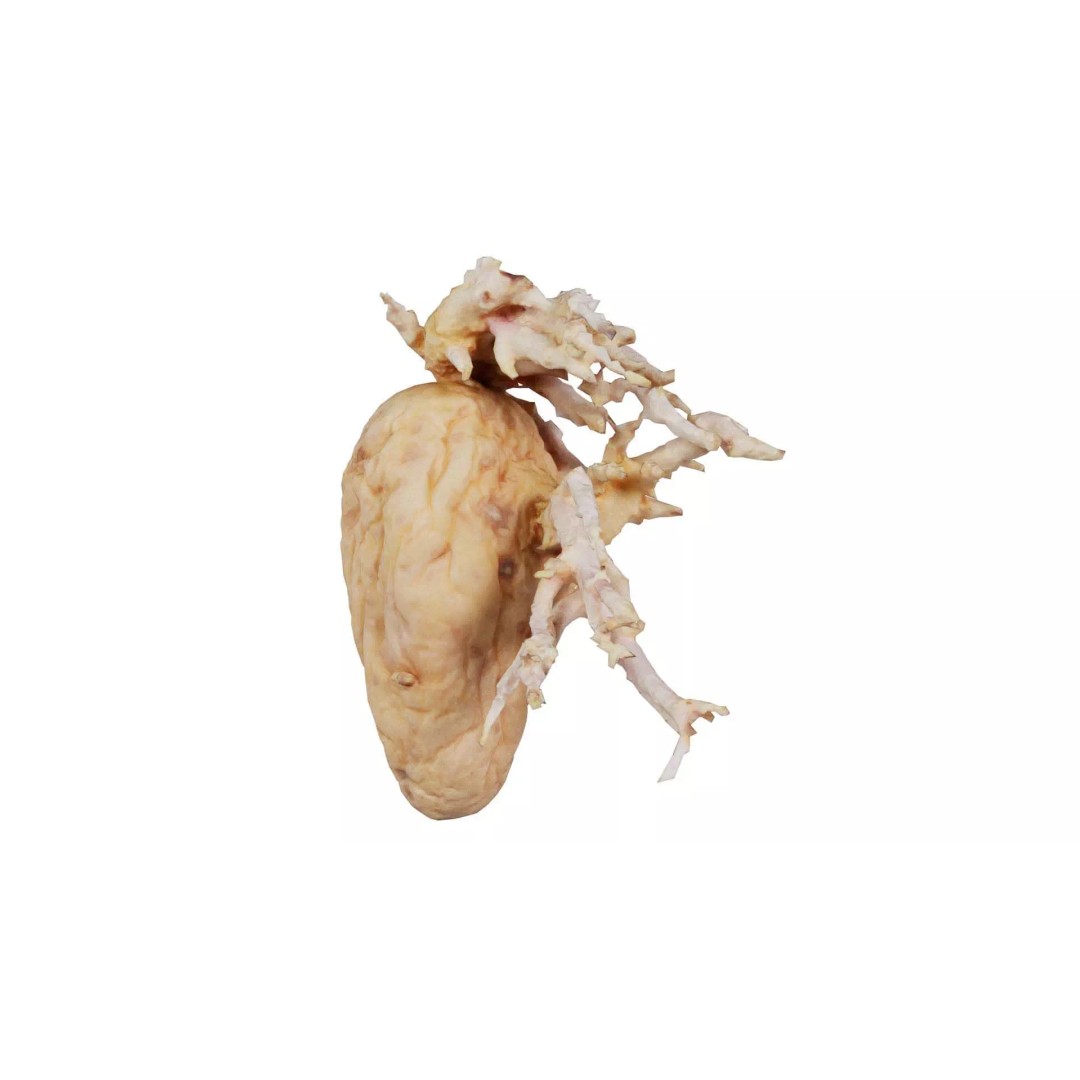 Shriveled Potato 3D Model – Low Poly Game Asset, FBX, PBR Textures - View 2