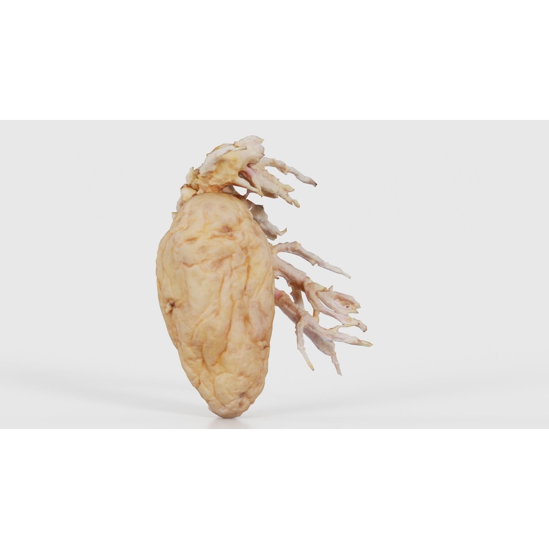 Shriveled Potato 3D Model – Low Poly Game Asset, FBX, PBR Textures - View 20