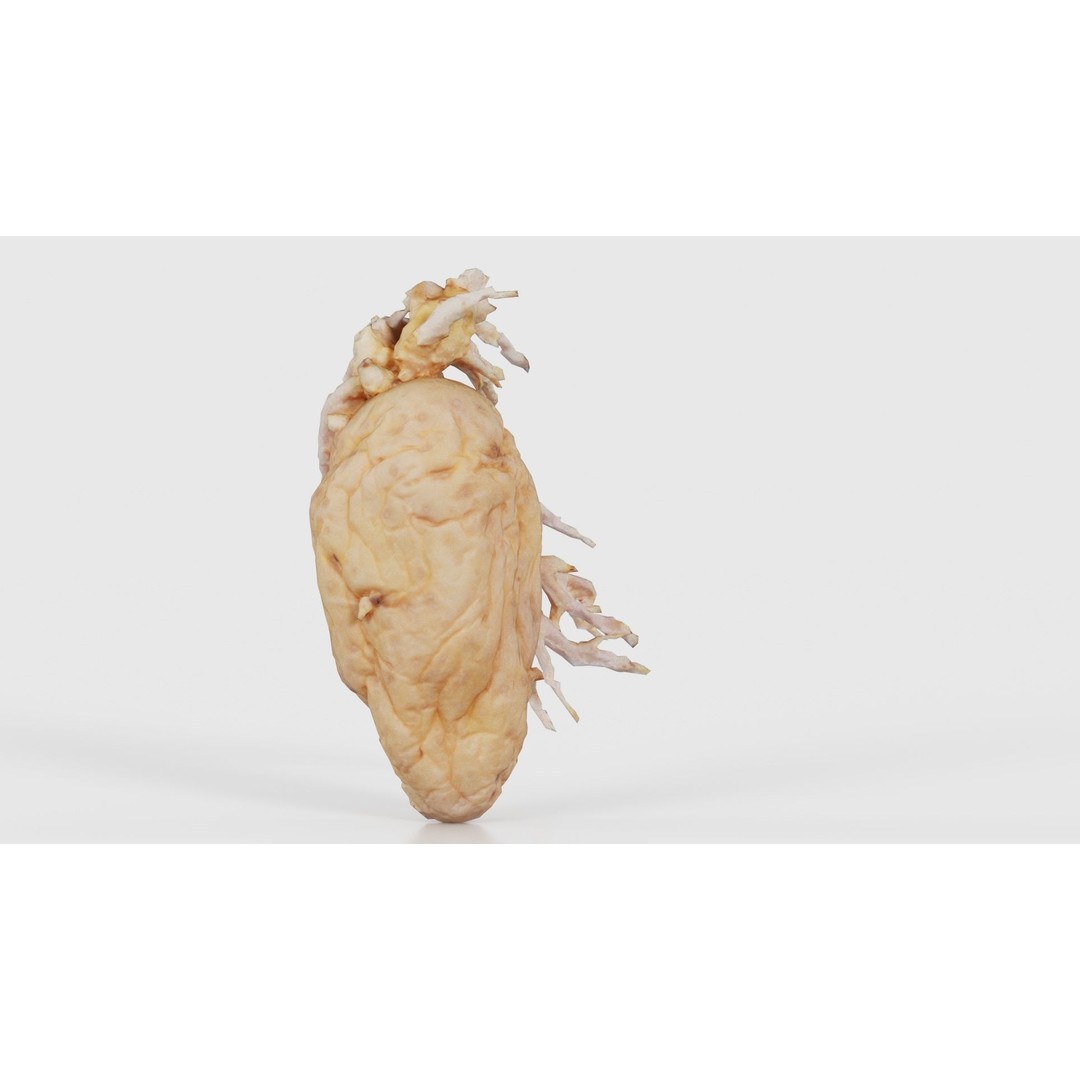Shriveled Potato 3D Model – Low Poly Game Asset, FBX, PBR Textures - View 21