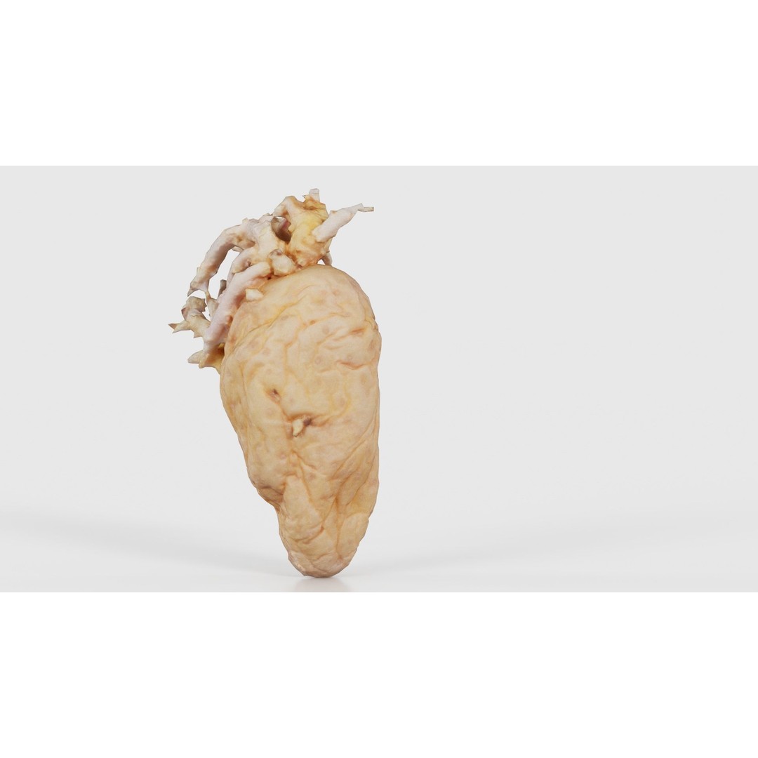 Shriveled Potato 3D Model – Low Poly Game Asset, FBX, PBR Textures - View 22