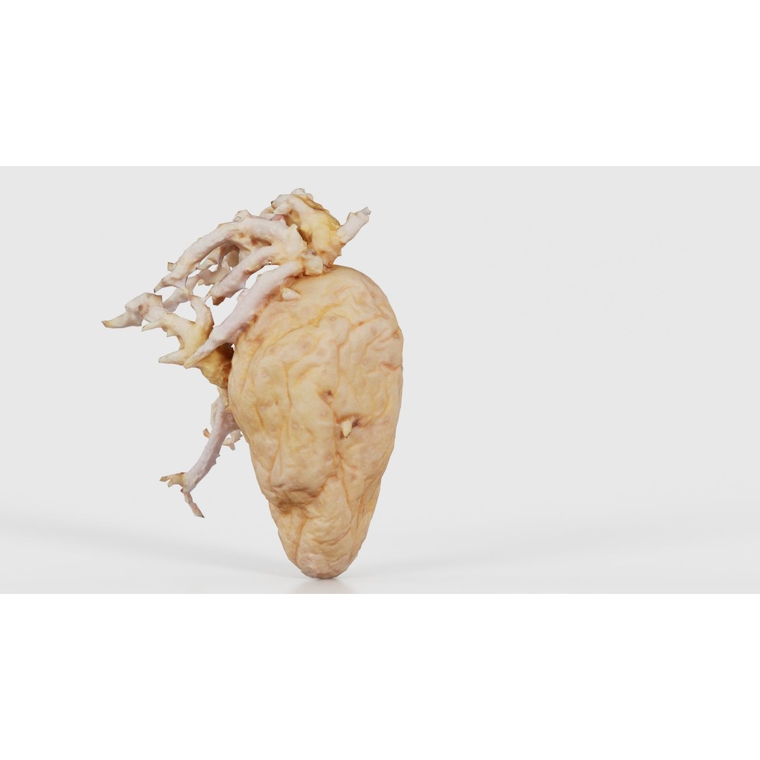Shriveled Potato 3D Model – Low Poly Game Asset, FBX, PBR Textures - View 23