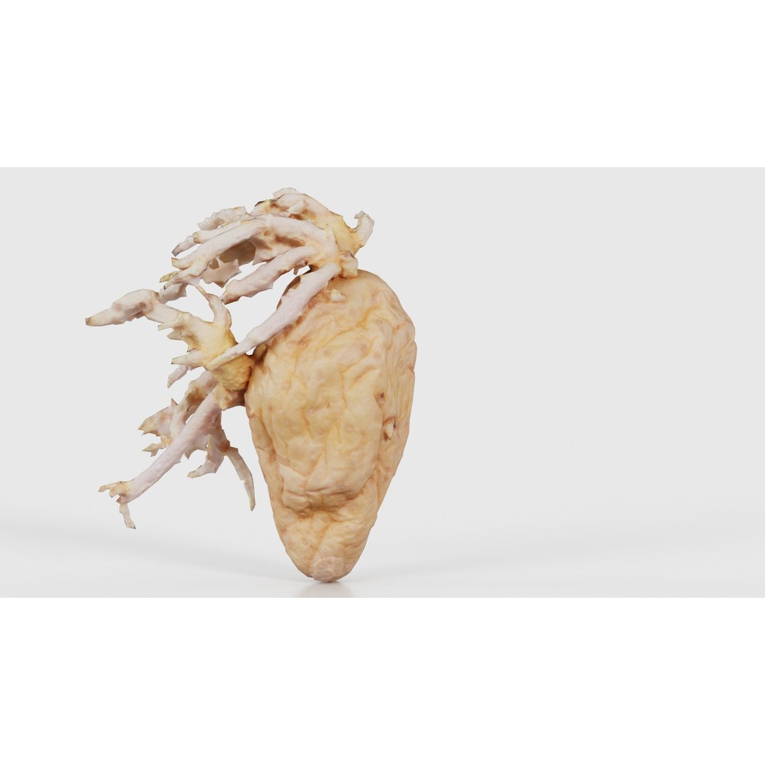Shriveled Potato 3D Model – Low Poly Game Asset, FBX, PBR Textures - View 24