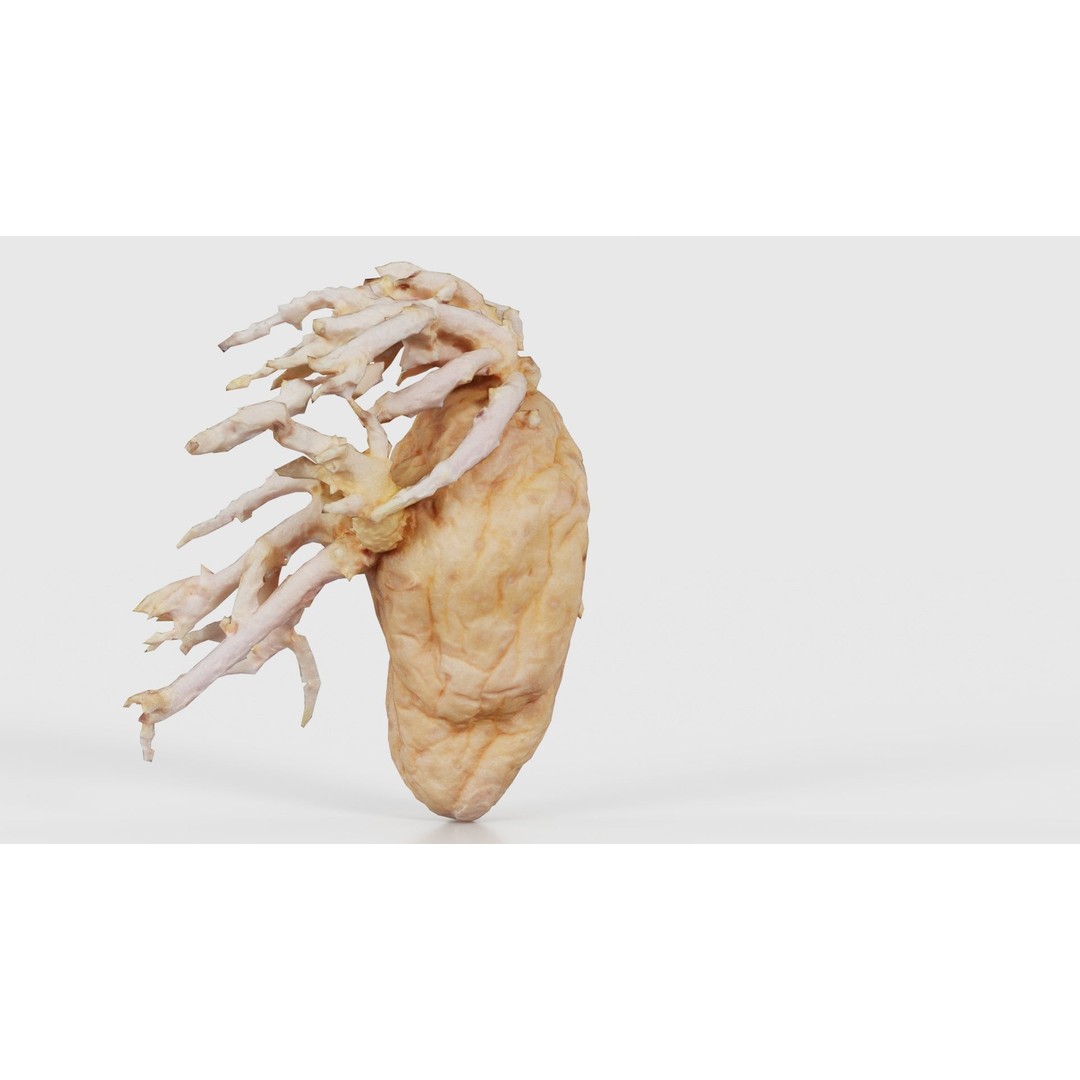 Shriveled Potato 3D Model – Low Poly Game Asset, FBX, PBR Textures - View 25