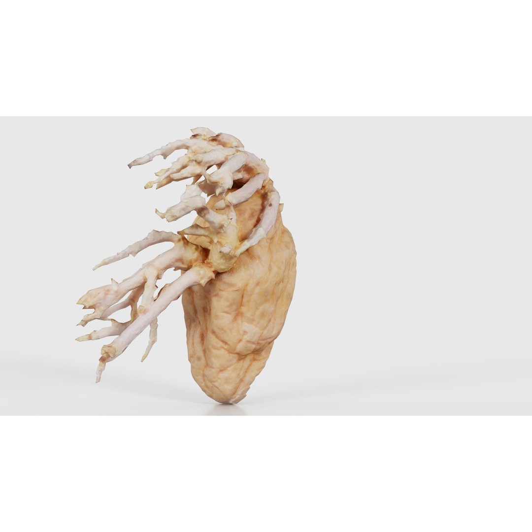 Shriveled Potato 3D Model – Low Poly Game Asset, FBX, PBR Textures - View 26