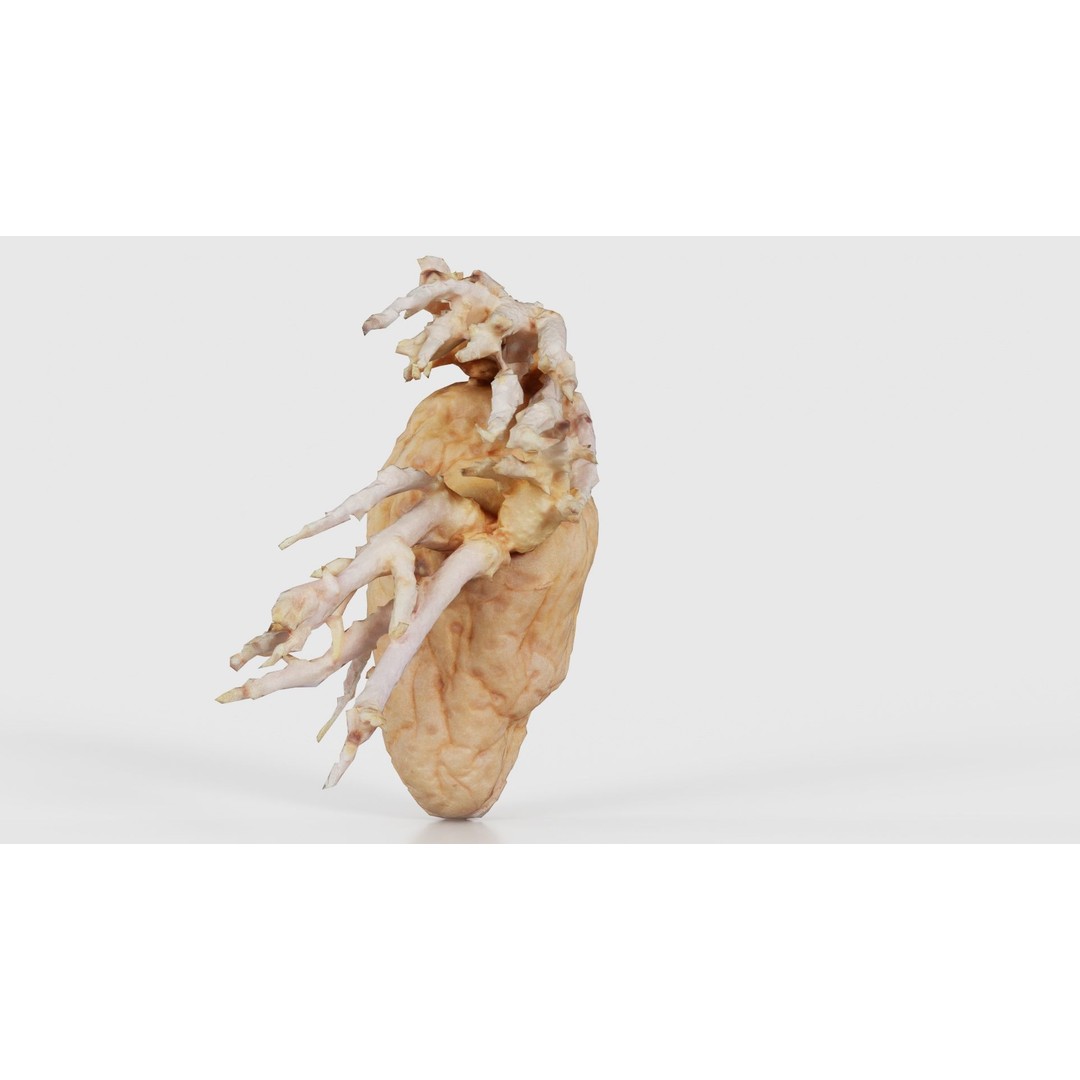 Shriveled Potato 3D Model – Low Poly Game Asset, FBX, PBR Textures - View 27