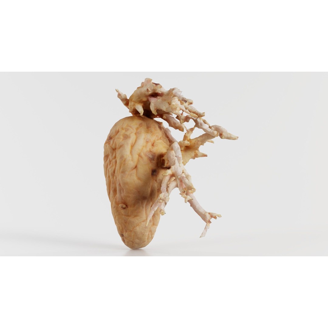 Shriveled Potato 3D Model – Low Poly Game Asset, FBX, PBR Textures - View 3