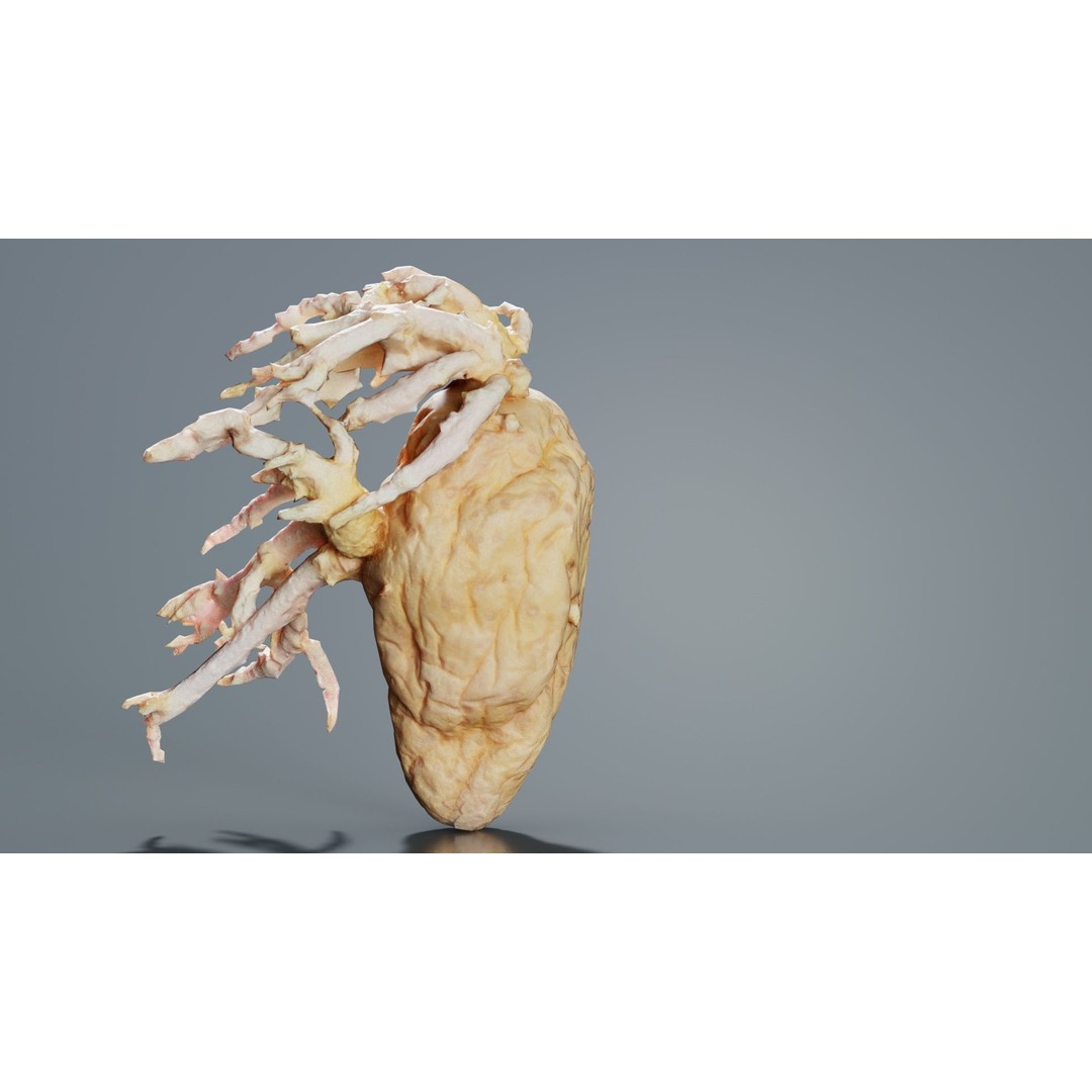 Shriveled Potato 3D Model – Low Poly Game Asset, FBX, PBR Textures - View 4