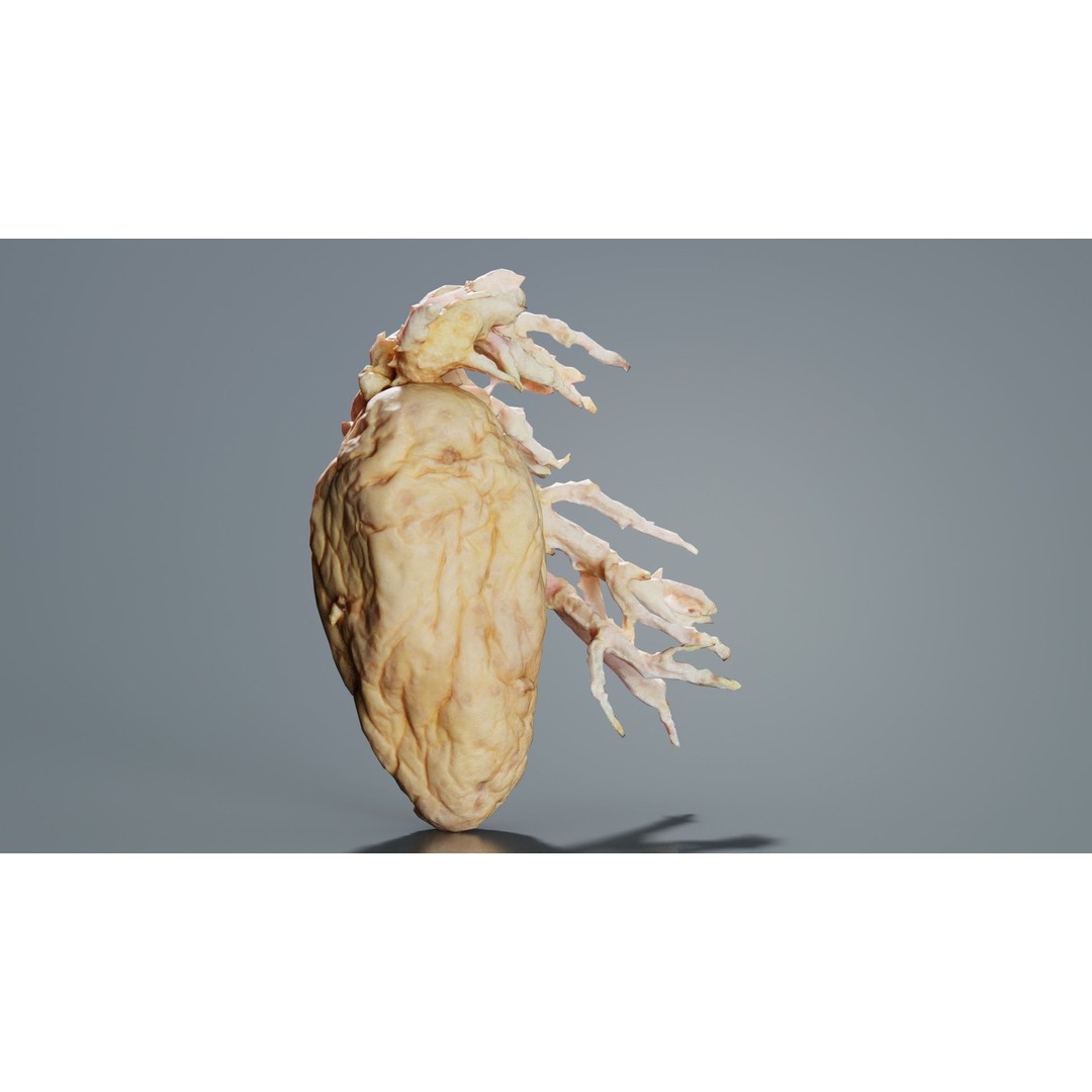 Shriveled Potato 3D Model – Low Poly Game Asset, FBX, PBR Textures - View 5