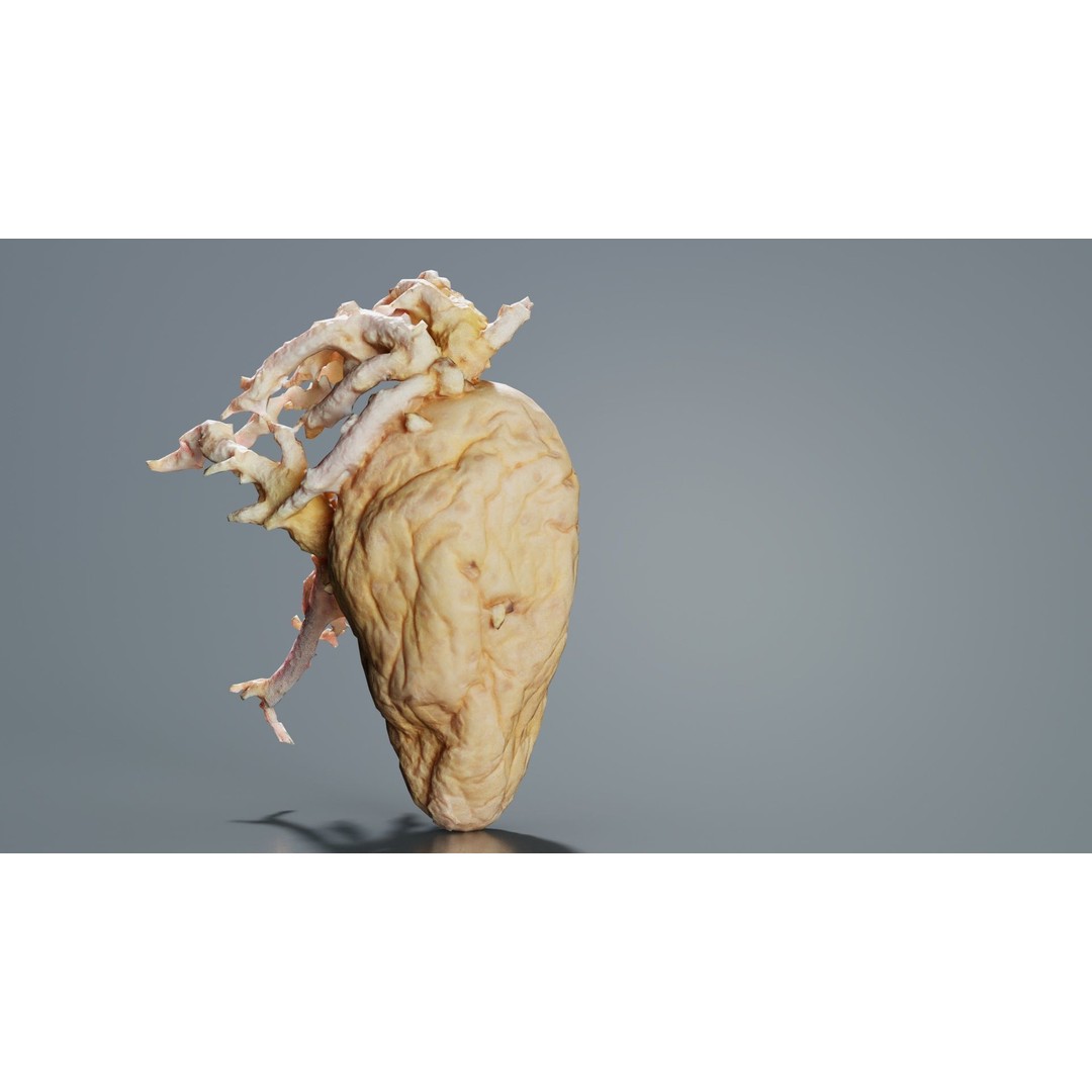 Shriveled Potato 3D Model – Low Poly Game Asset, FBX, PBR Textures - View 6
