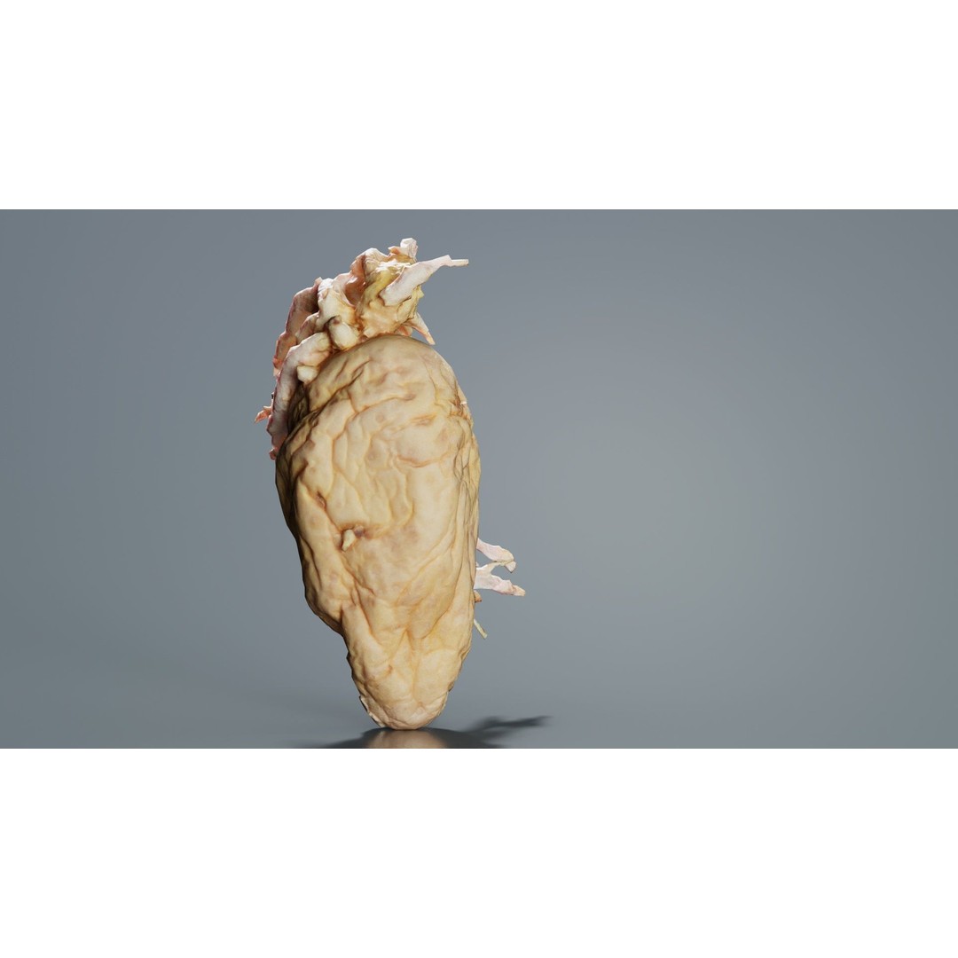 Shriveled Potato 3D Model – Low Poly Game Asset, FBX, PBR Textures - View 7