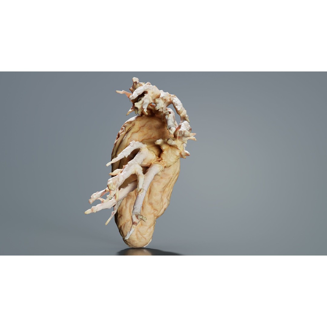 Shriveled Potato 3D Model – Low Poly Game Asset, FBX, PBR Textures - View 8