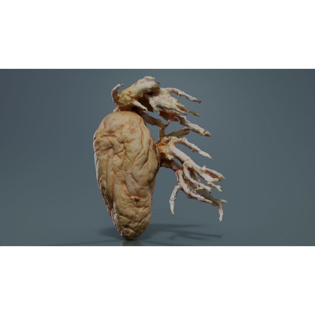 Shriveled Potato 3D Model – Low Poly Game Asset, FBX, PBR Textures - View 9