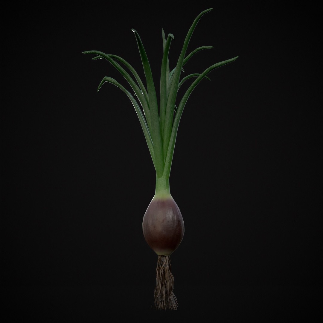 Red Onion 3D Model – Low Poly Game Asset, PBR Textures, FBX, OBJ - View 10