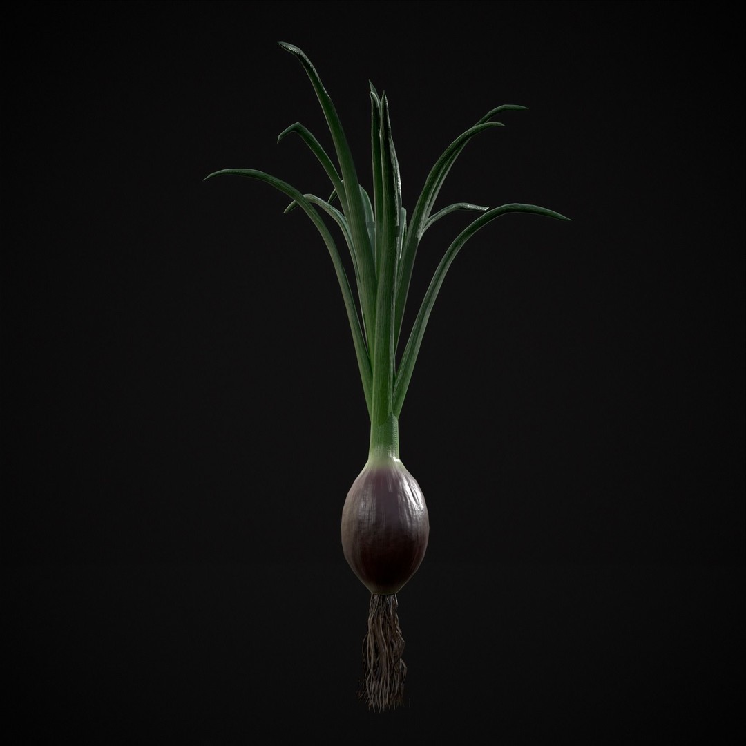 Red Onion 3D Model – Low Poly Game Asset, PBR Textures, FBX, OBJ - View 12