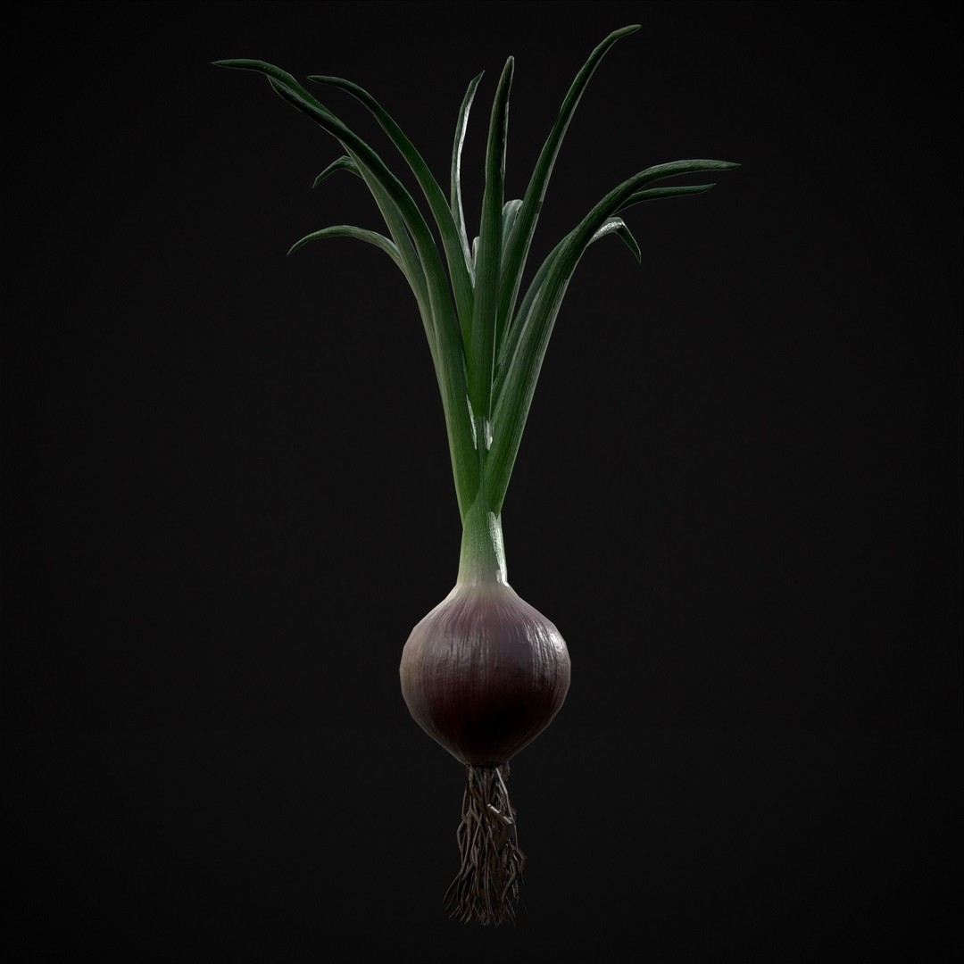 Red Onion 3D Model – Low Poly Game Asset, PBR Textures, FBX, OBJ - View 14
