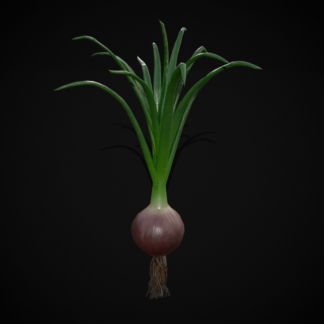 Red Onion 3D Model – Low Poly Game Asset, PBR Textures, FBX, OBJ - View 16