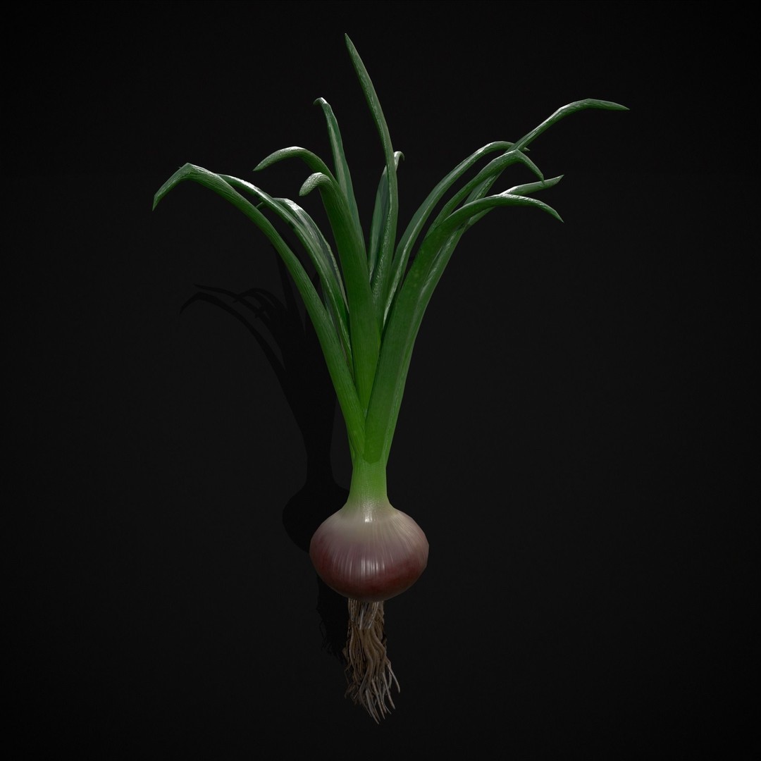 Red Onion 3D Model – Low Poly Game Asset, PBR Textures, FBX, OBJ - View 18