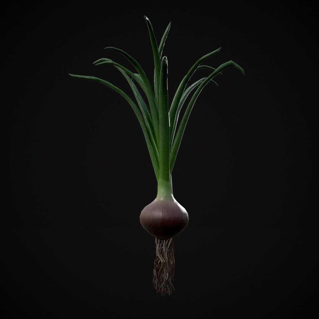 Red Onion 3D Model – Low Poly Game Asset, PBR Textures, FBX, OBJ - View 20