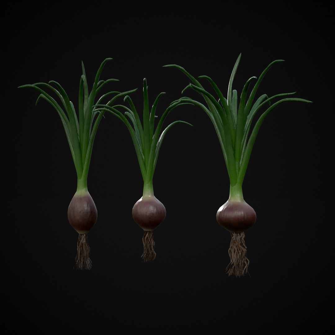 Red Onion 3D Model – Low Poly Game Asset, PBR Textures, FBX, OBJ - View 22
