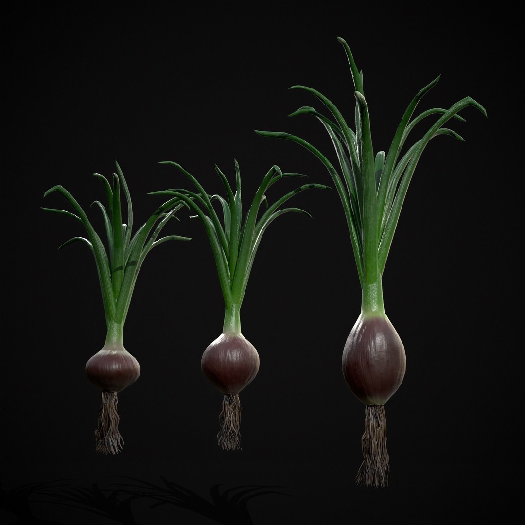 Red Onion 3D Model – Low Poly Game Asset, PBR Textures, FBX, OBJ - View 4