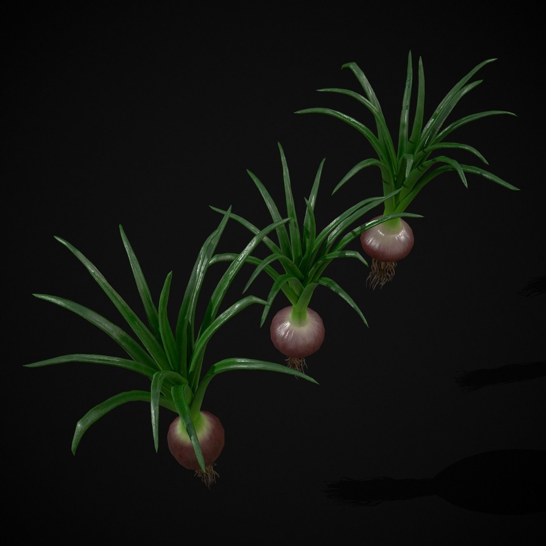 Red Onion 3D Model – Low Poly Game Asset, PBR Textures, FBX, OBJ - View 8