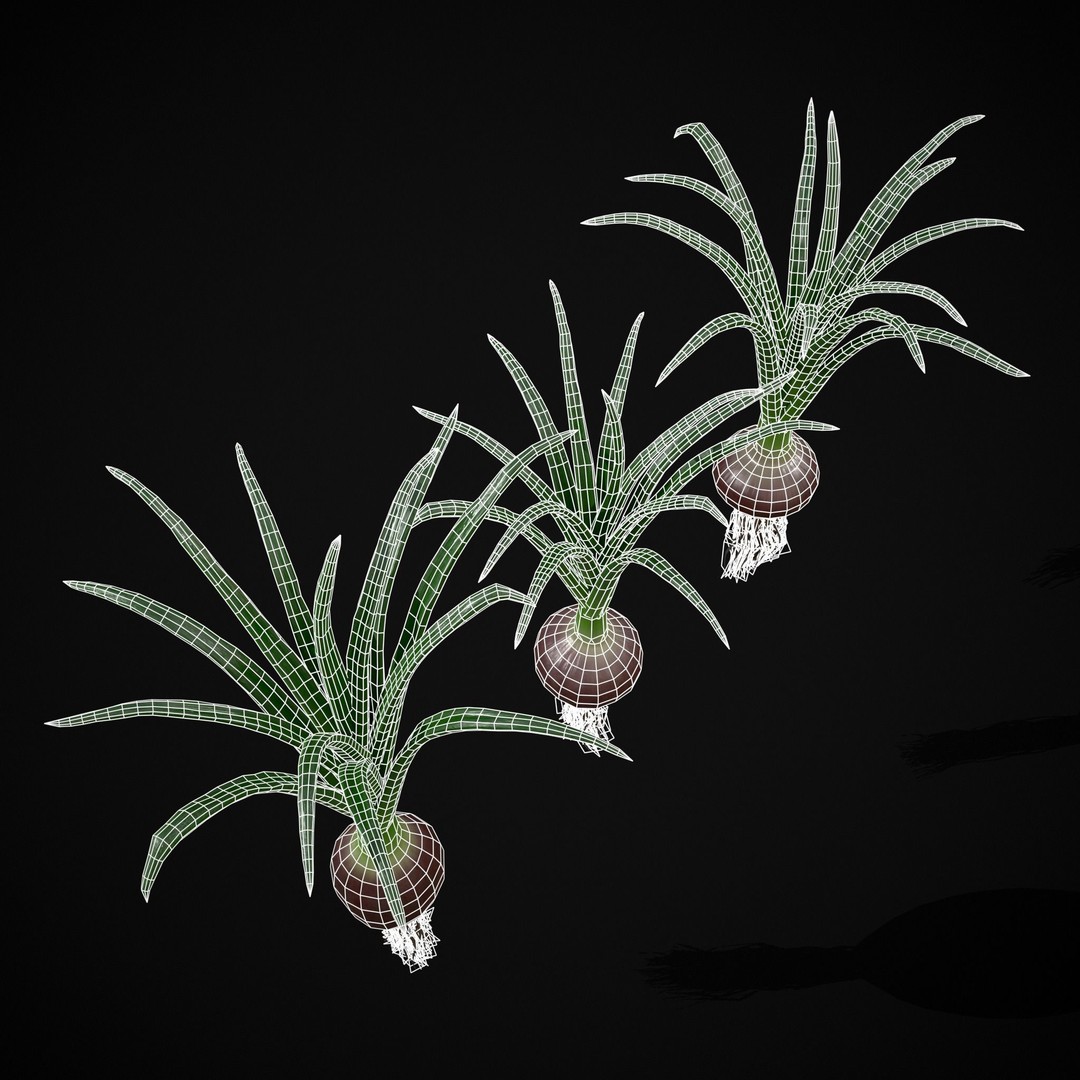 Red Onion 3D Model – Low Poly Game Asset, PBR Textures, FBX, OBJ - View 9
