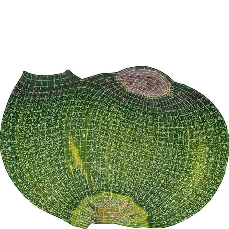 Green Squash 3D Model – Low Poly Vegetable Asset, FBX & Blender - View 16