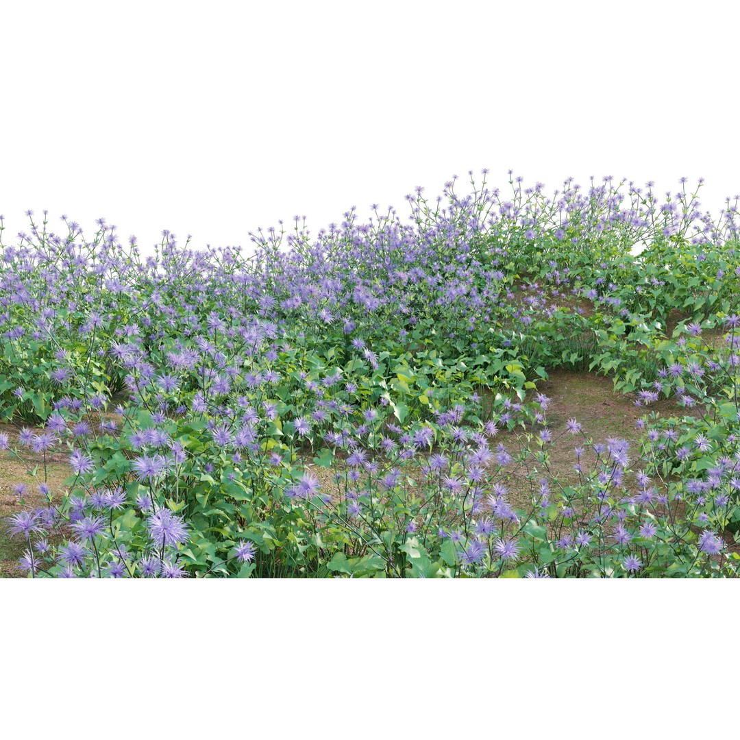 Eryngium Alpinum 3D Model – Realistic PBR Plant Asset, FBX