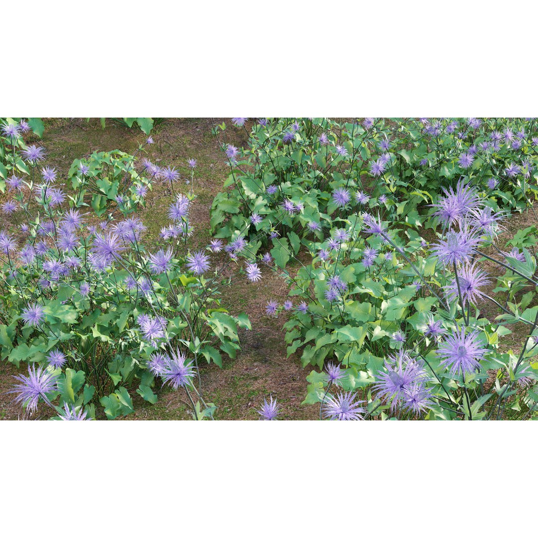 Eryngium Alpinum 3D Model – Realistic PBR Plant Asset, FBX - View 10