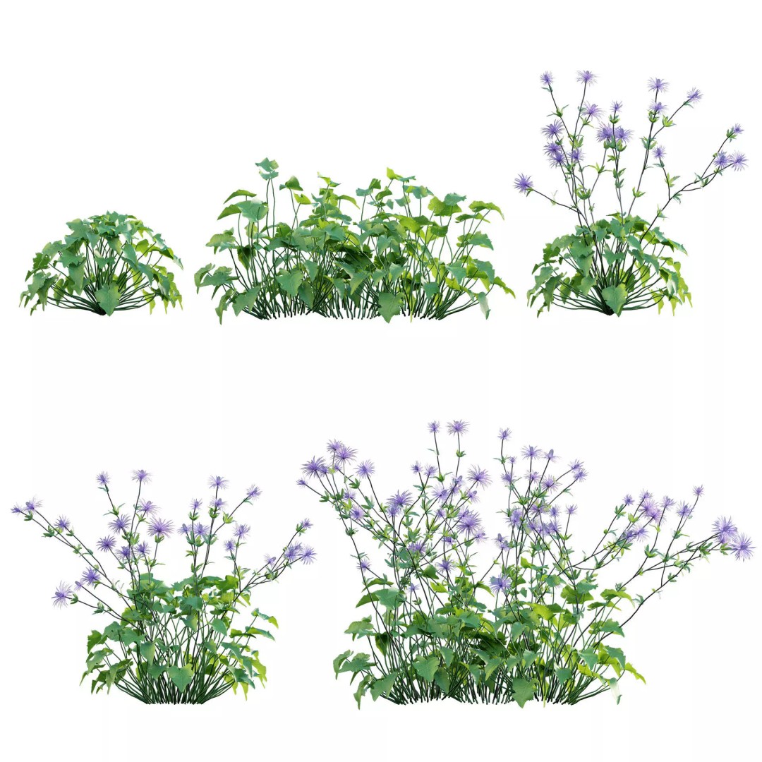 Eryngium Alpinum 3D Model – Realistic PBR Plant Asset, FBX - View 2