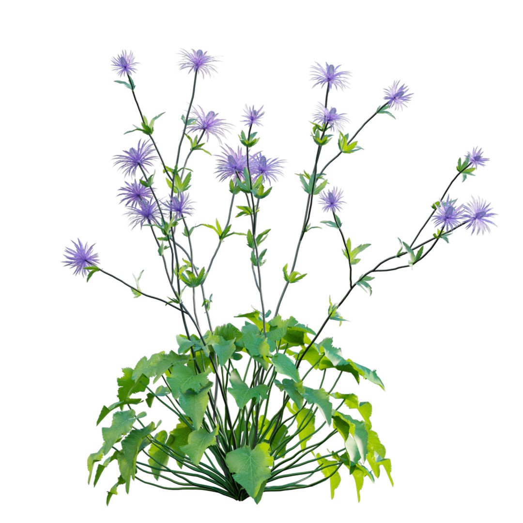 Eryngium Alpinum 3D Model – Realistic PBR Plant Asset, FBX - View 3