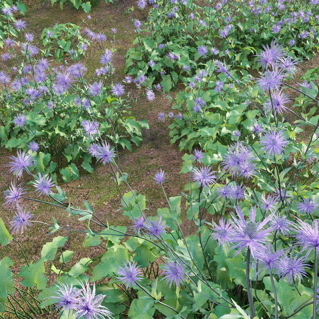 Eryngium Alpinum 3D Model – Realistic PBR Plant Asset, FBX - View 4