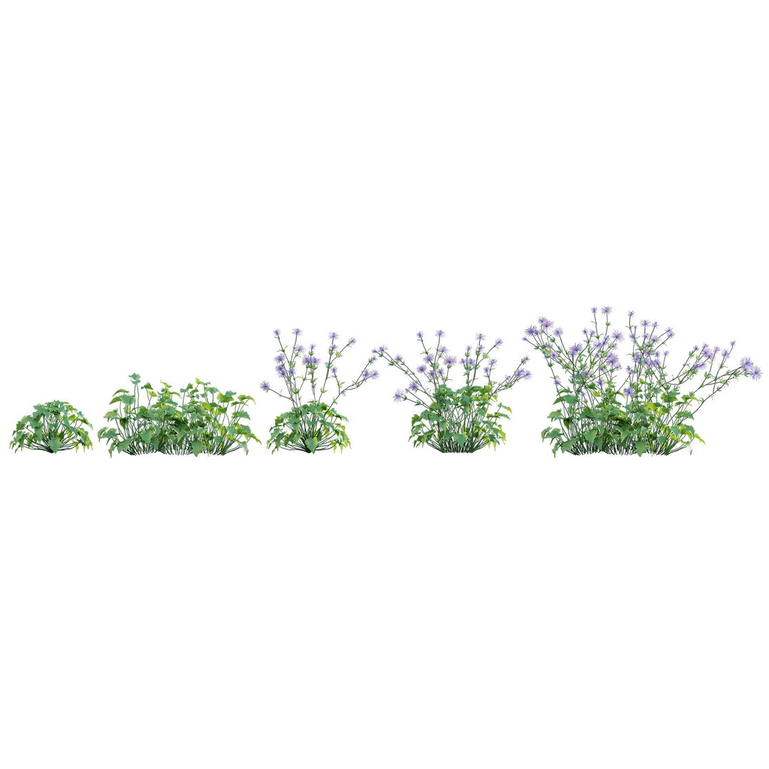Eryngium Alpinum 3D Model – Realistic PBR Plant Asset, FBX - View 7