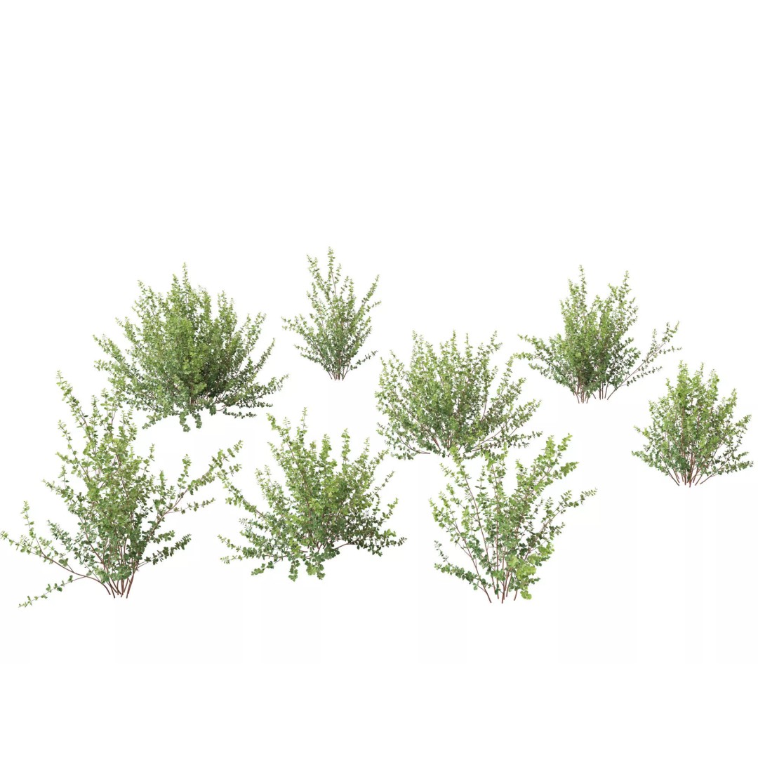 North American Garden Plants 3D Model – High Poly PBR Asset, FBX, Blender - View 10