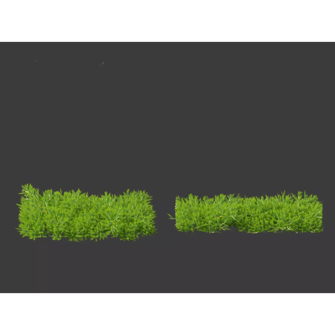 North American Garden Plants 3D Model – High Poly PBR Asset, FBX, Blender - View 14