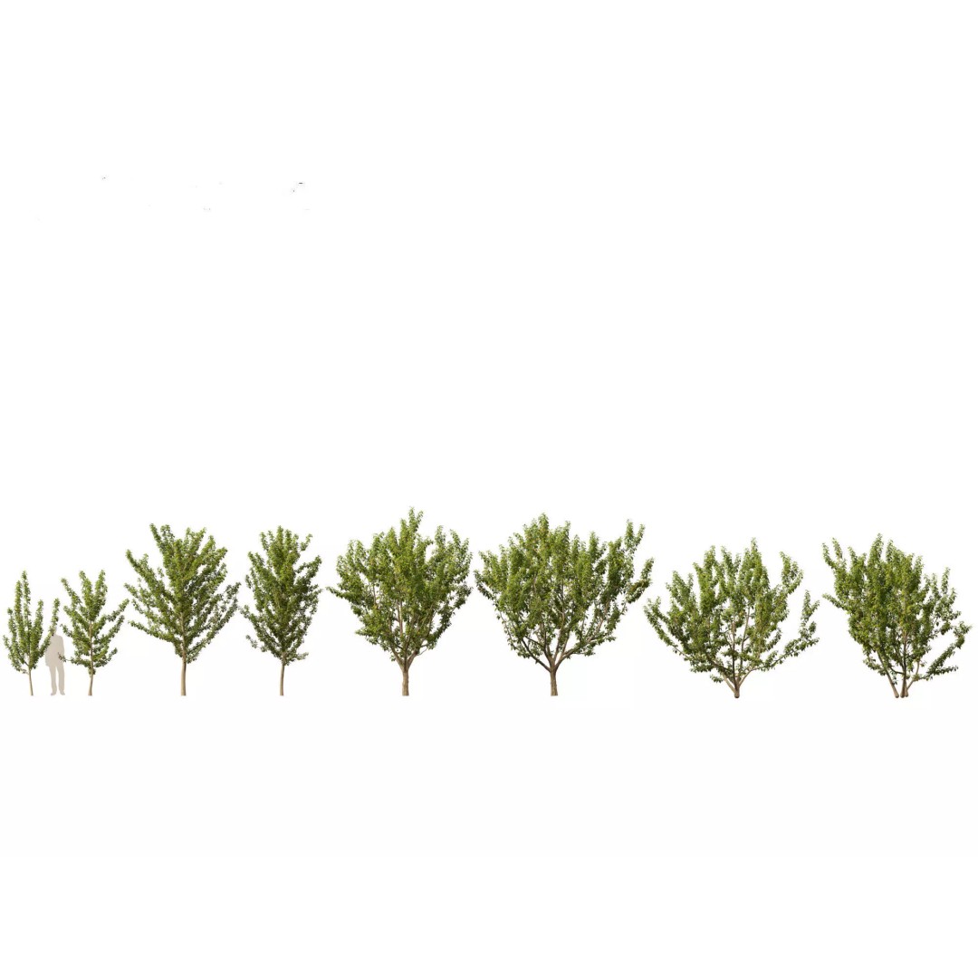 North American Garden Plants 3D Model – High Poly PBR Asset, FBX, Blender - View 15