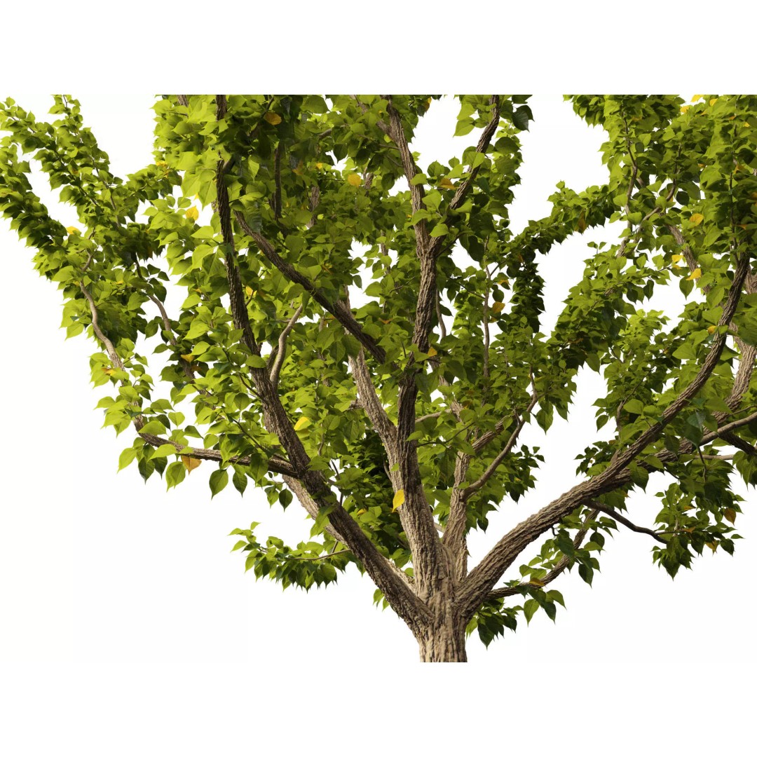North American Garden Plants 3D Model – High Poly PBR Asset, FBX, Blender - View 16