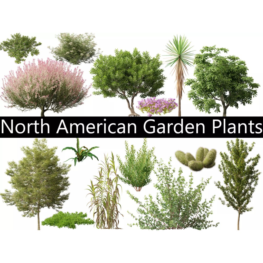 North American Garden Plants 3D Model – High Poly PBR Asset, FBX, Blender - View 2