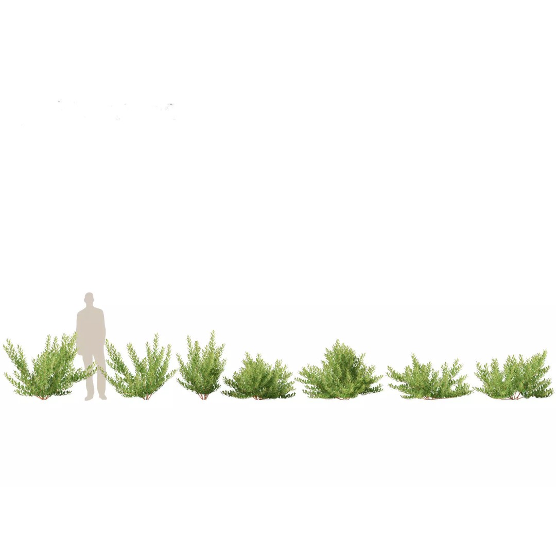 North American Garden Plants 3D Model – High Poly PBR Asset, FBX, Blender - View 21