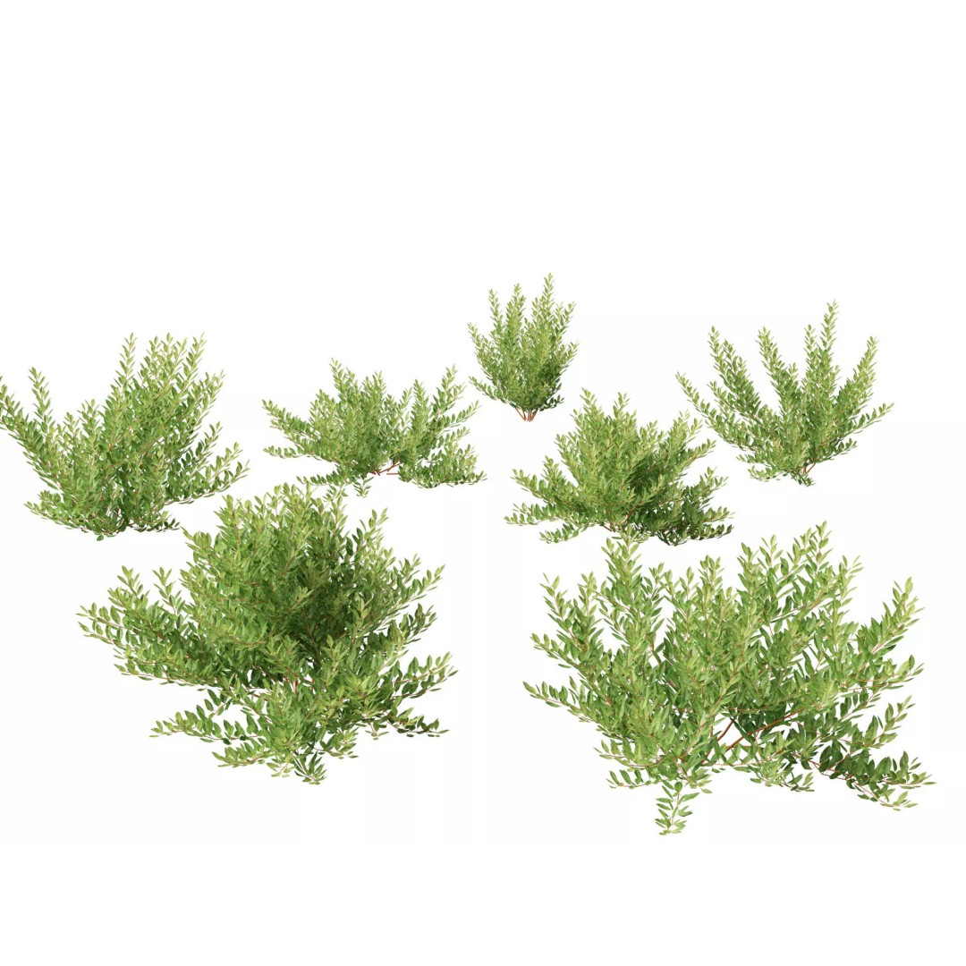 North American Garden Plants 3D Model – High Poly PBR Asset, FBX, Blender - View 22