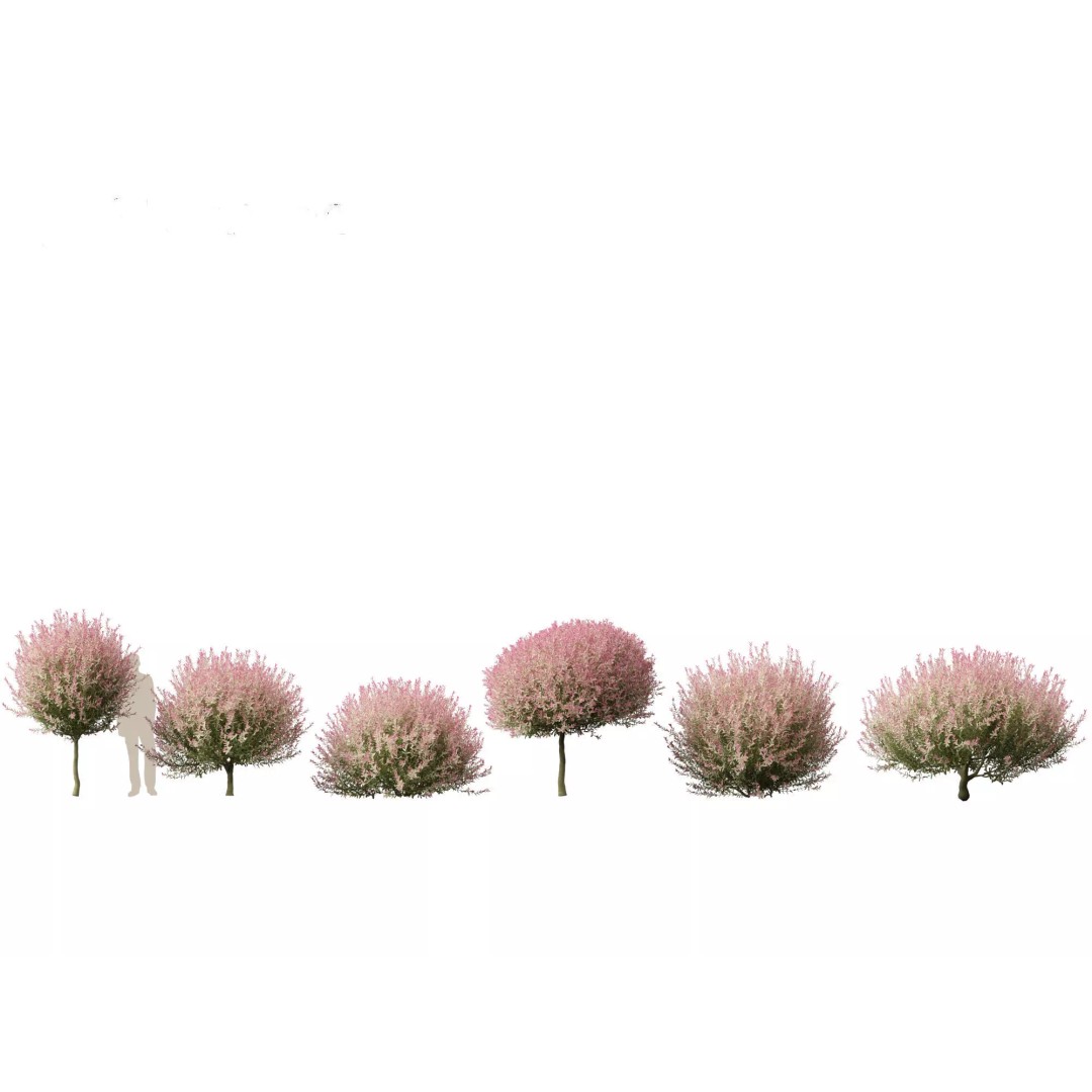 North American Garden Plants 3D Model – High Poly PBR Asset, FBX, Blender - View 23