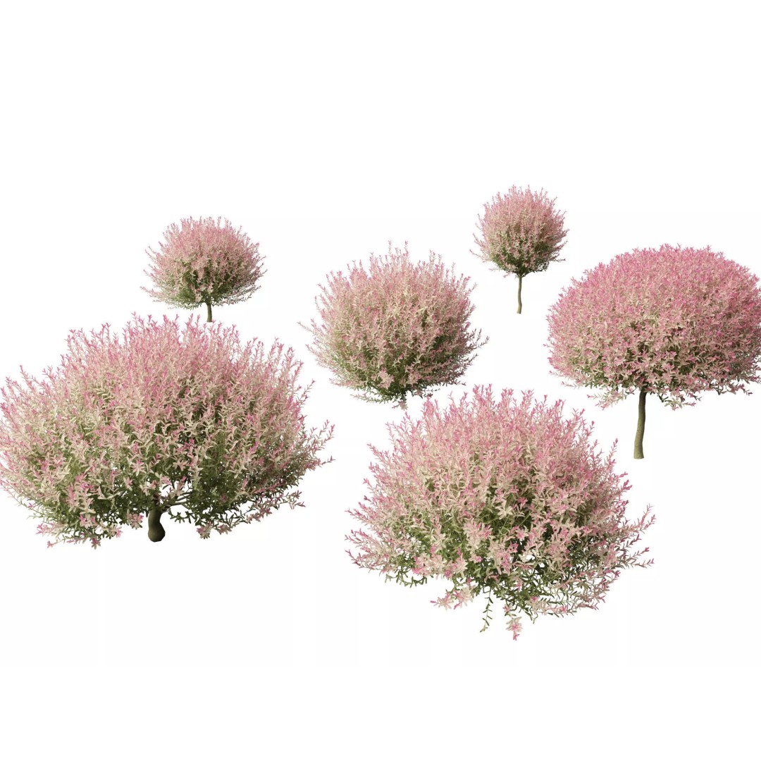 North American Garden Plants 3D Model – High Poly PBR Asset, FBX, Blender - View 24