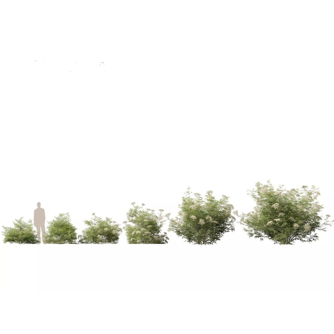 North American Garden Plants 3D Model – High Poly PBR Asset, FBX, Blender - View 25