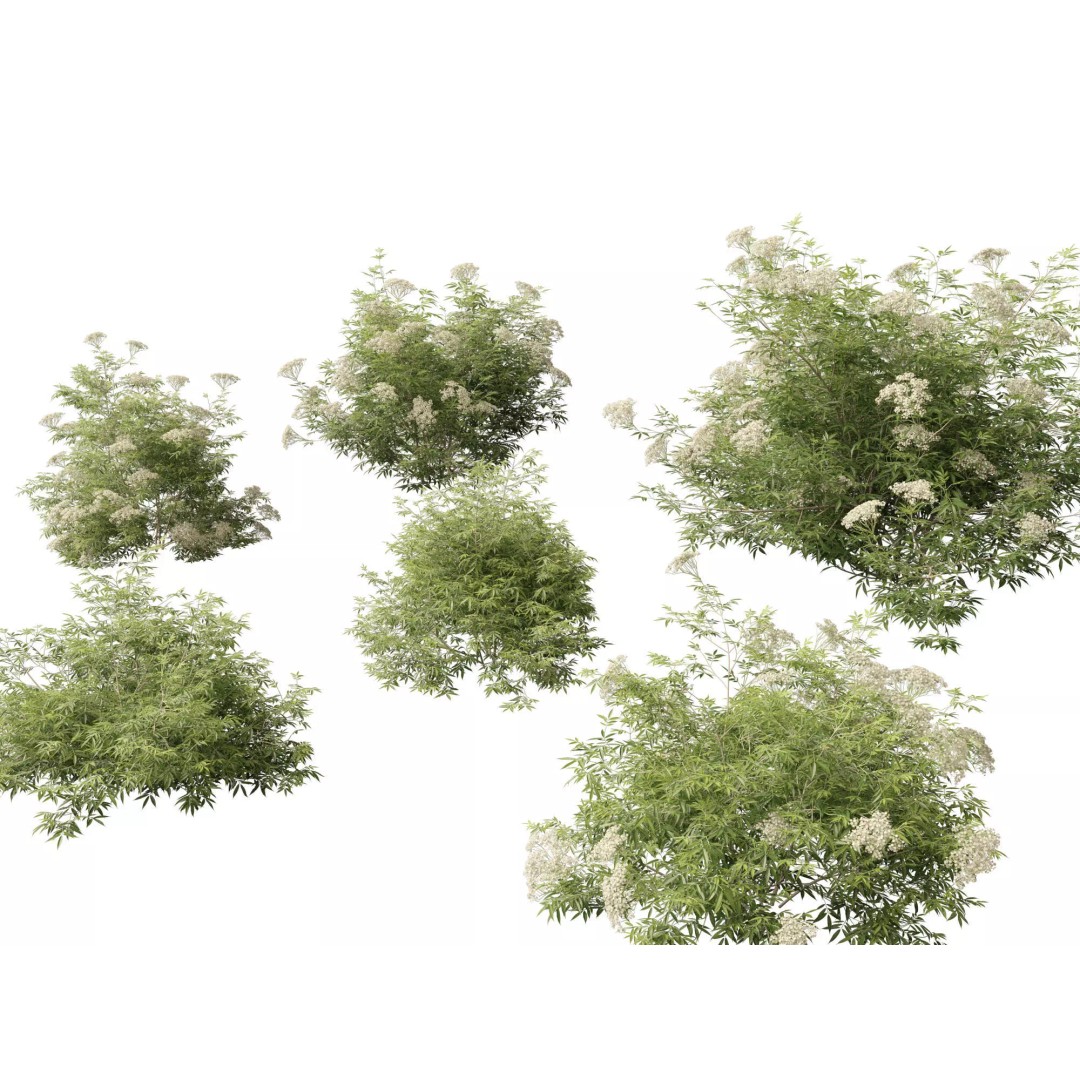 North American Garden Plants 3D Model – High Poly PBR Asset, FBX, Blender - View 26